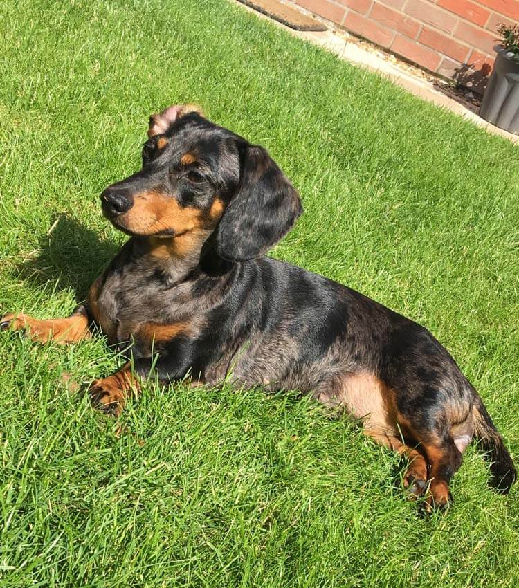 Meet Millie