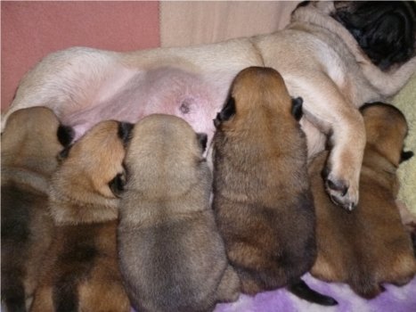 Grace's puppies at feeding