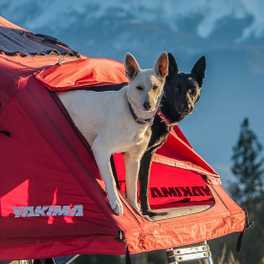 Car Camping vs. Backpacking with Your Dog
