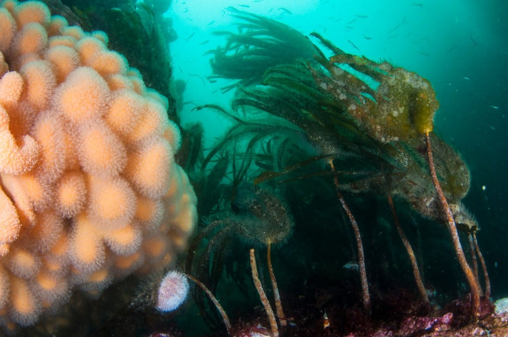 Closeup of the soft coral Alcyonidium digitatum and edible sea urchin Echinus esculentus, with kelp habitat in the background