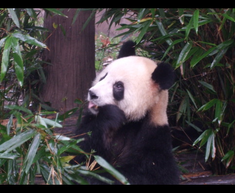China Pandas 14