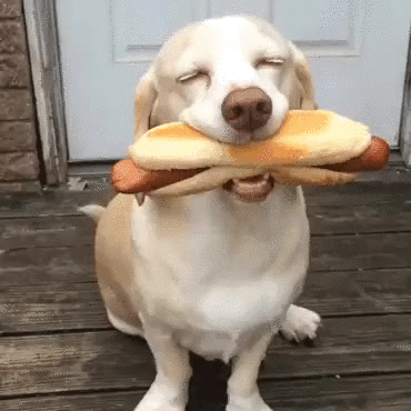 Dog with hotdog in mouth wagging tail