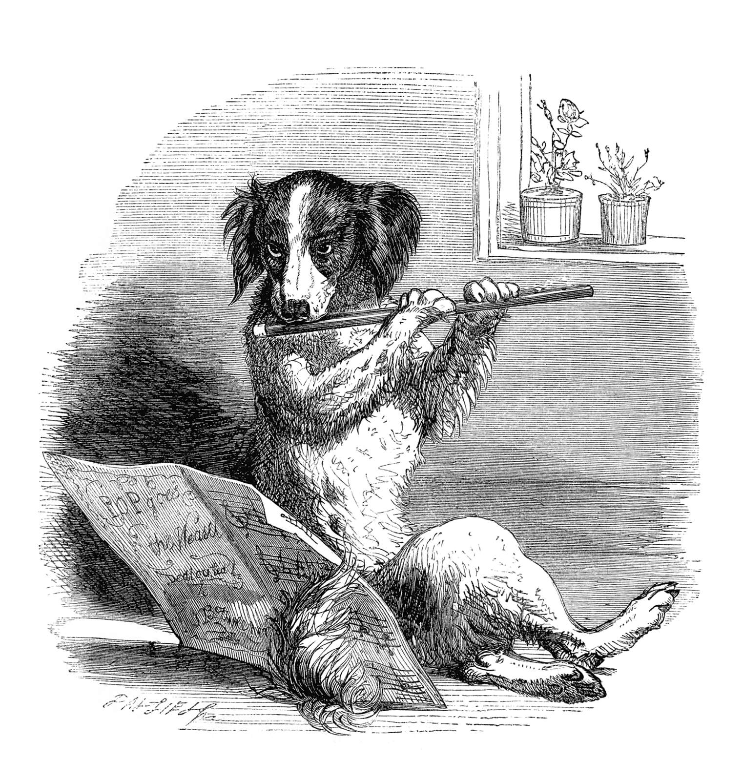A dog plays the flute
