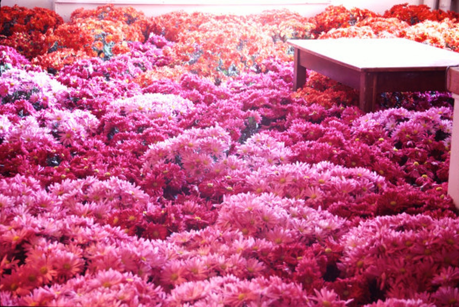 an office at the center, with a single wooden desk buried knee-deep in bright pink mums, in mounds and bunches all over the floor.