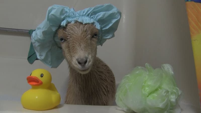 Goat wearing a shower cap