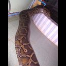 Burma Snakes 7