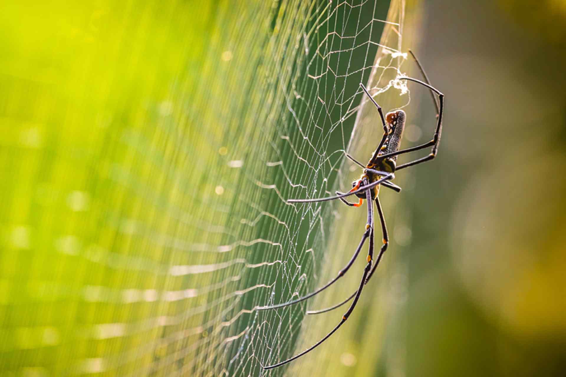 2015 Finalist: Golden Orb Weaving Web, Chai Wai Meng