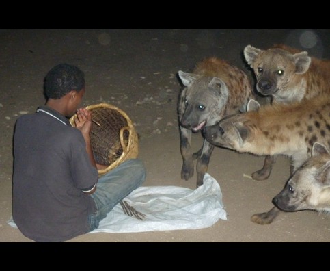 Ethiopia Hyenas 20
