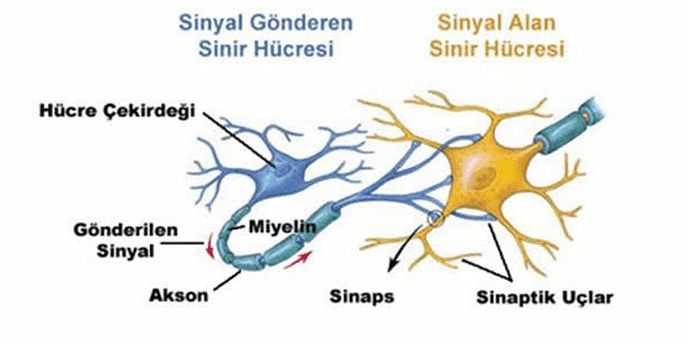 Sinir Sisteminin Yapısı