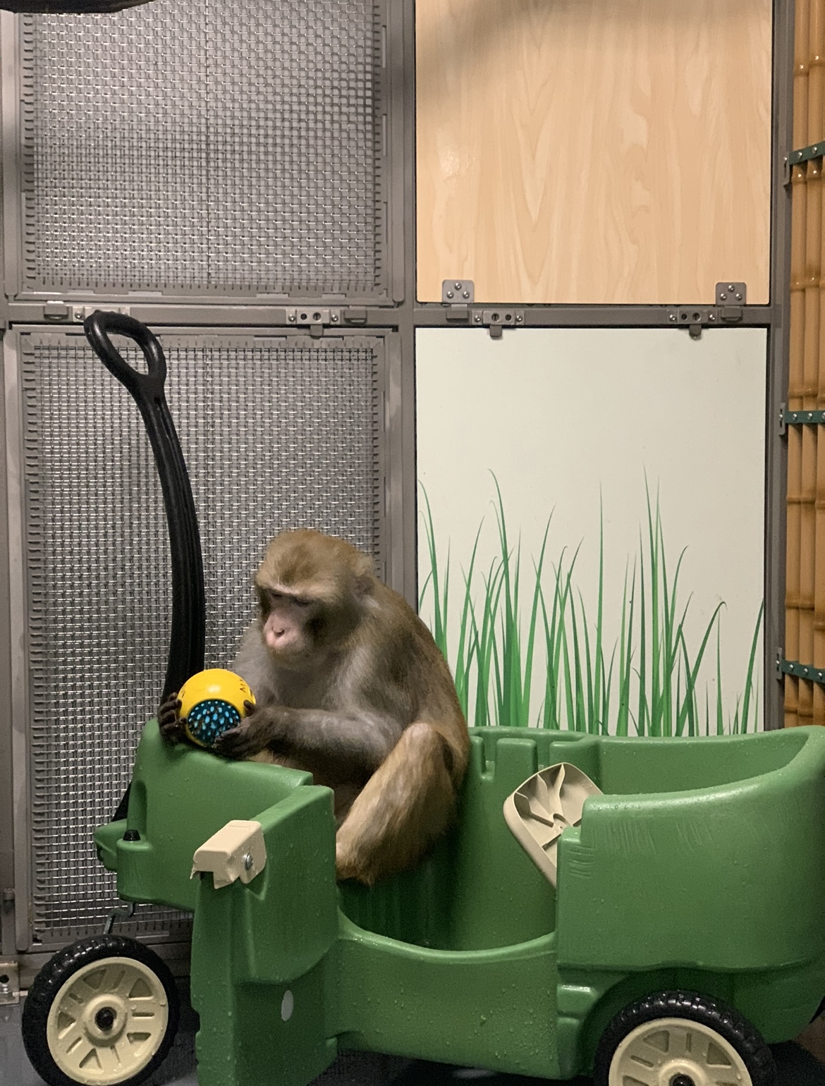 Buzz engages in his foraging device while riding in his wagon. Source: Neuralink.Com