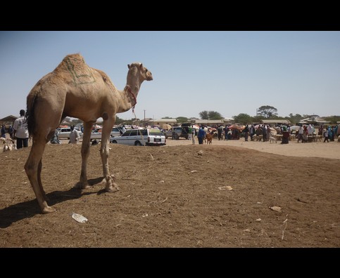 Somalia Camel Market 9