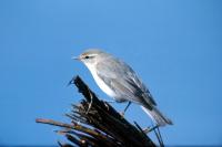A Willow Warbler against a blue sky
