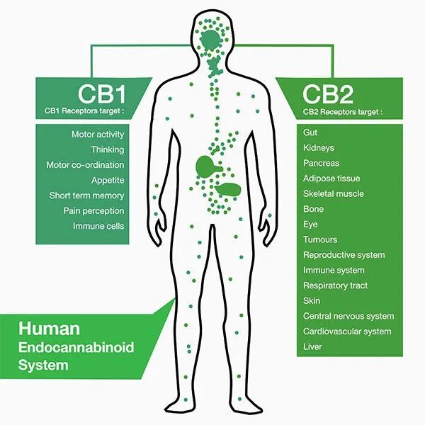 The endocannbinoid system in our bodies