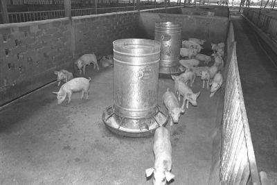 A black and white photo of several pigs roaming around their pen in a pig farm at Punggol.