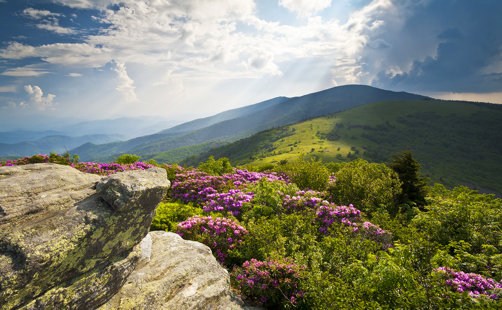 purple flowers blooming along the appalachian trail in the blue ridge mountains