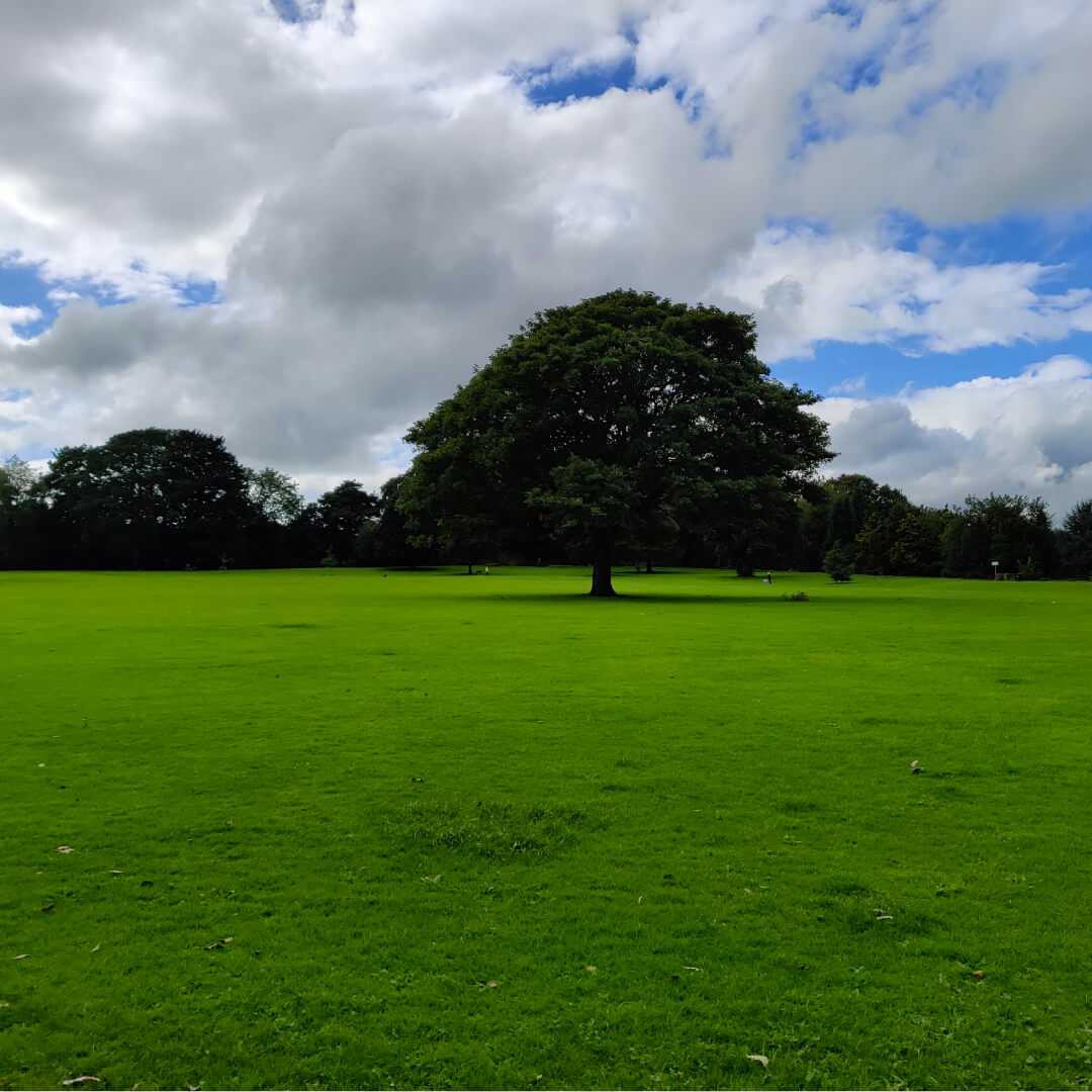 Farnley Hall Park field and tree