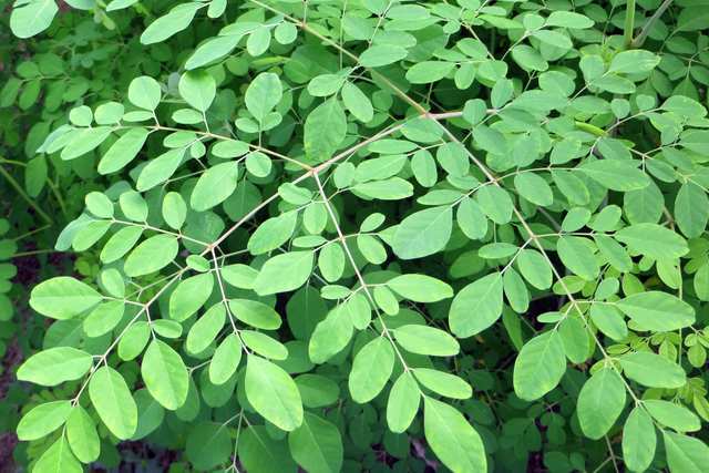Moringa Superfood - Also called drumstick tree, horseradish tree, Moringa is an excellent source of vitamins, antioxidants and minerals.