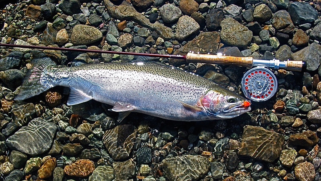 brown-trout.jpg