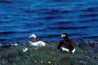  Long-tailed Ducks at Easter Loch, Unst.