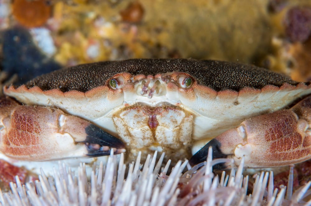 Closeup of the brown crab <em>Cancer pagurus</em>, behind the spines and tube feet of an edible sea urchin <em>(Echinus esculentus)</em>