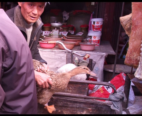 China Animal Markets 30