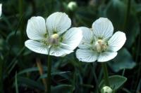 Grass-of-Parnassus flowers in close-up