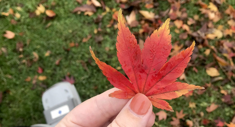 Everyone should have access to nature - A woman holds a red maple leaf in her hand with green grass and orange leaves on the ground.