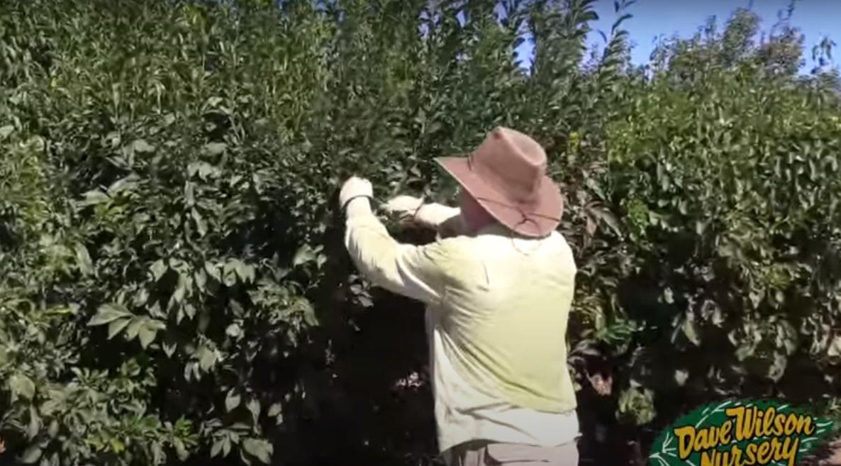 Lecture - Backyard Orchard Culture with Tom Spellman 2-13