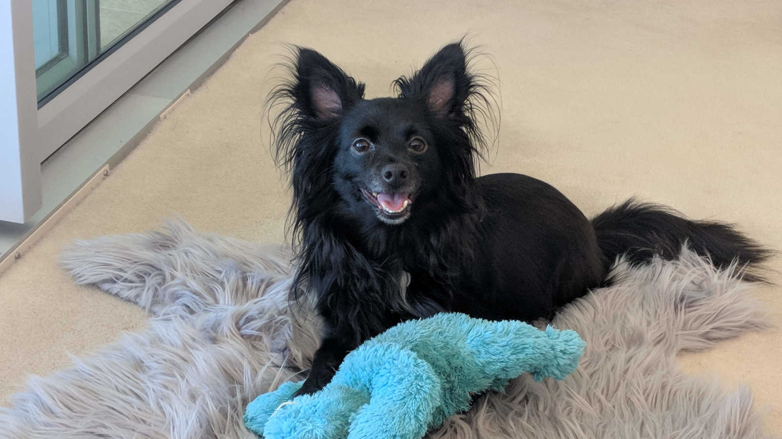 A picture of Champ