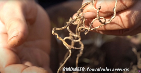 Bindweed roots (Convolvulus arvensis)