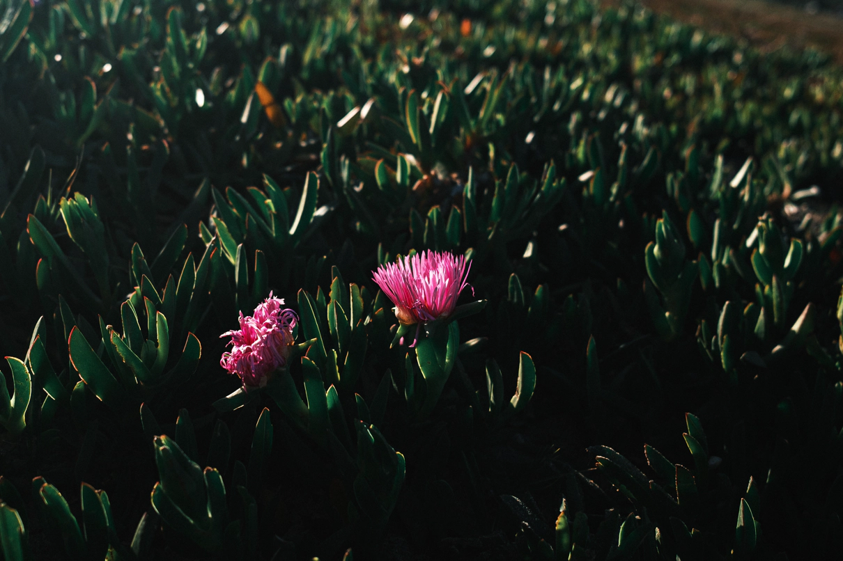 Two pink flowers are found in the middle of a tiny forest of green pointy leaves.
