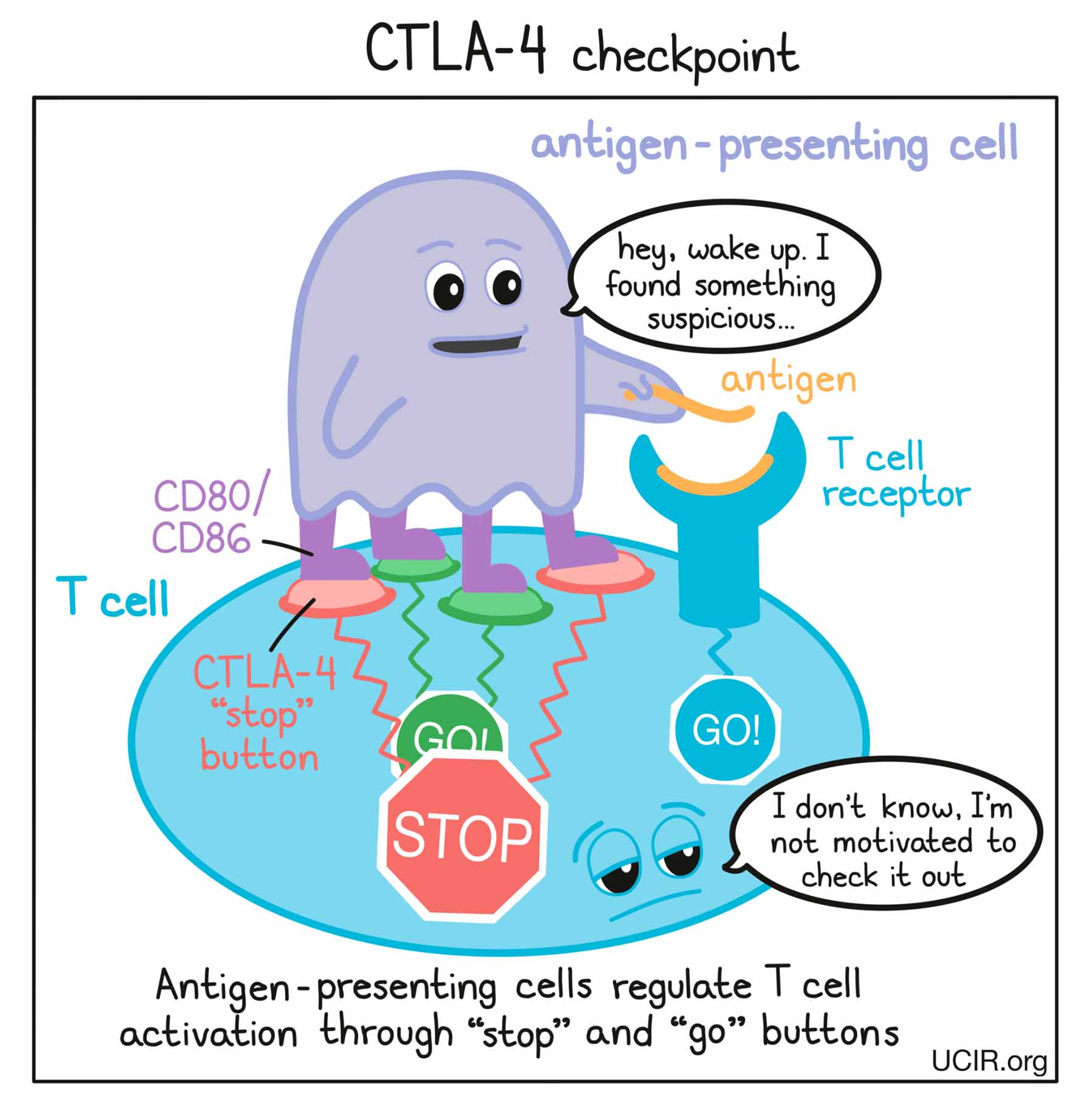 Cartoon that shows how CTLA-4 checkpoint works (multiple images)