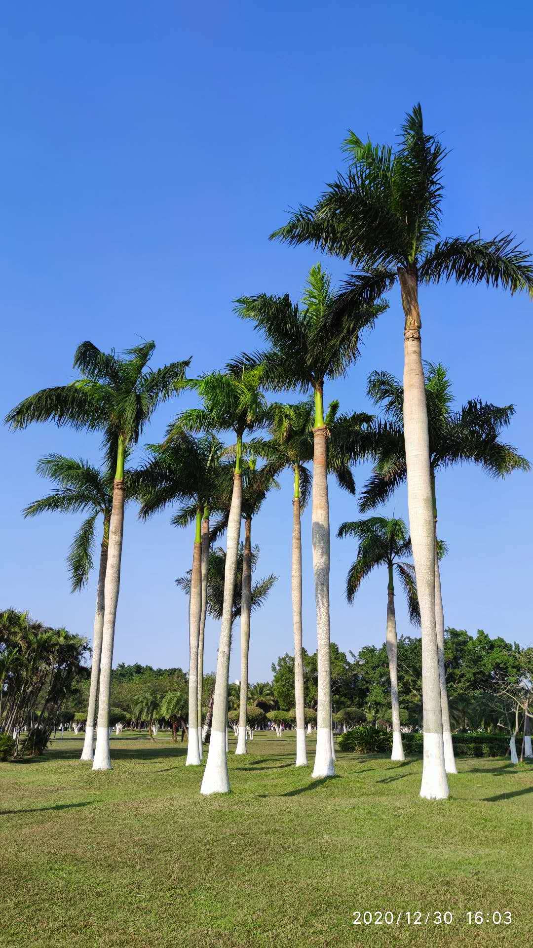 最南部琼州海峡旁的椰子树