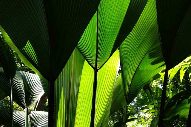 Magic Green - Singapore Botanic Gardens