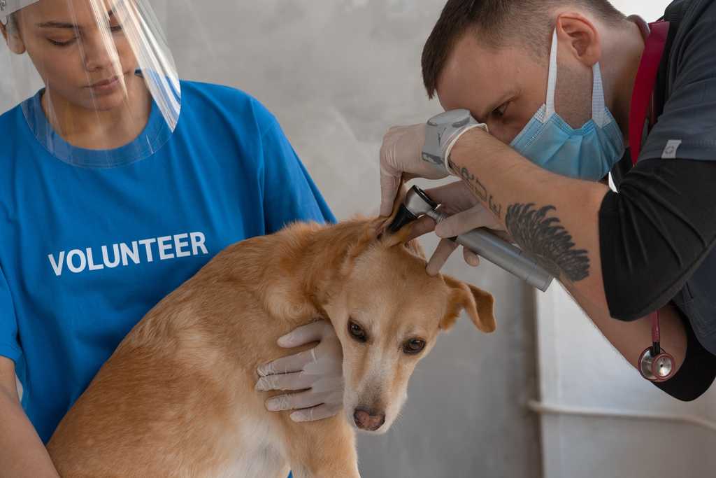 Un veterinario controlla le orecchie del cane