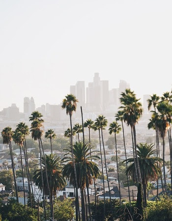 Photo of some tall palm trees with a smoggy city skyline behind