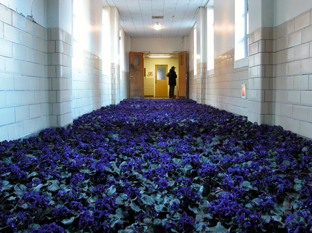 a cinder block institutional hallway, with floors carpeted in purple African violets