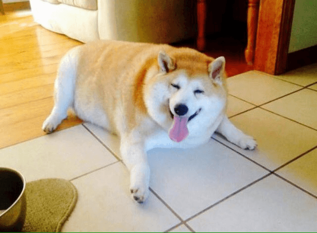 Photo of a Shiba Inu suffering from obesity