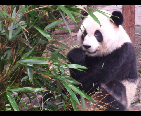 China Pandas 7