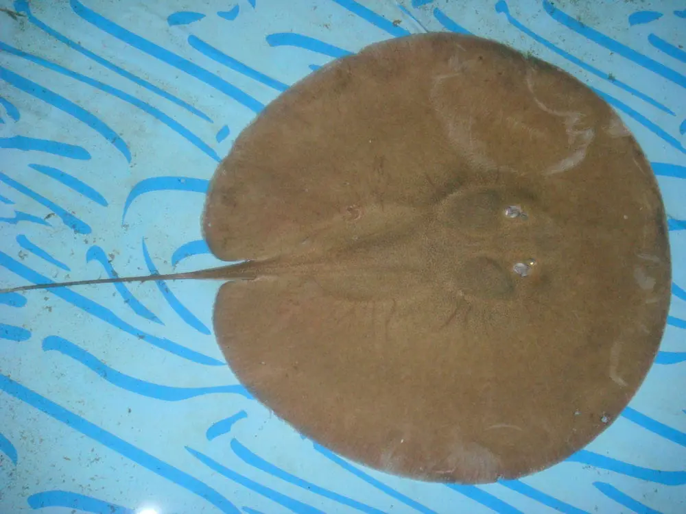 Heliotrygon Arraias de água doce - Tudo Sobre Animais