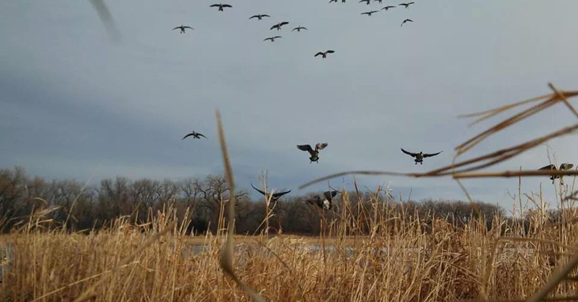 Canadian Geese Landing in Decoys