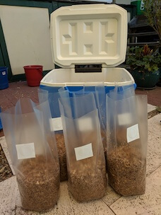 Six bags filled with substrate