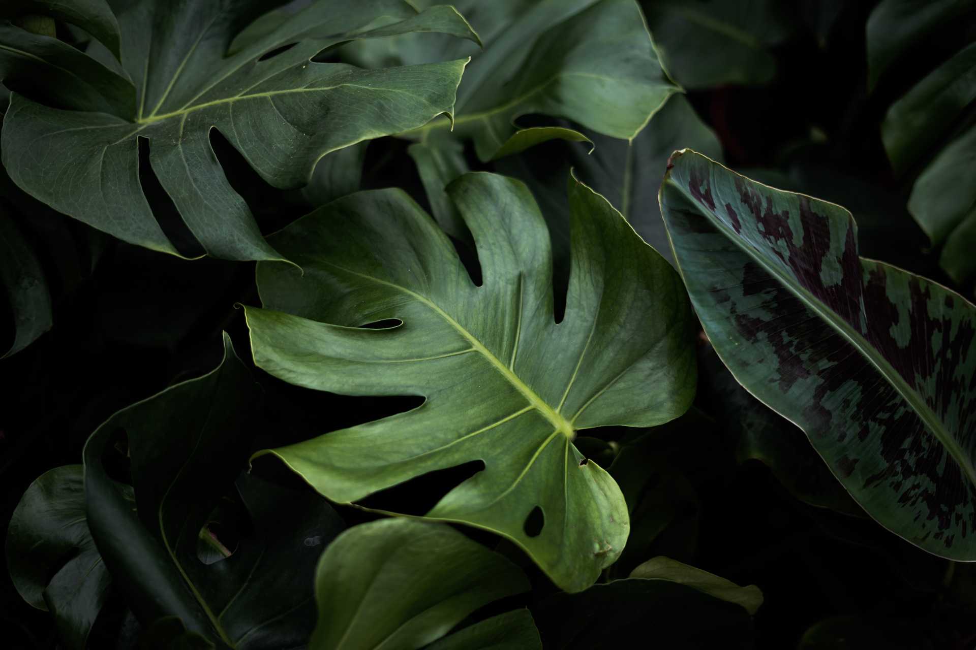 Photograph of monstera deliciosa leaves