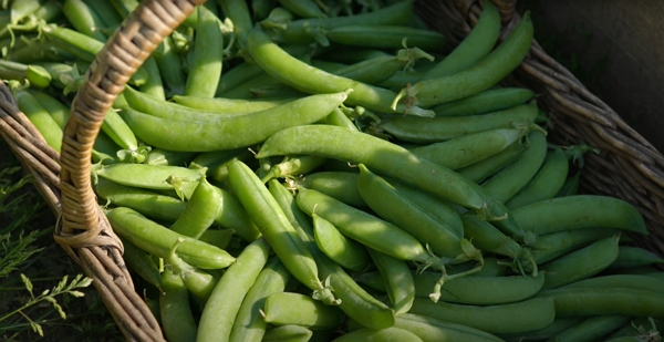 Humble peas in a basket