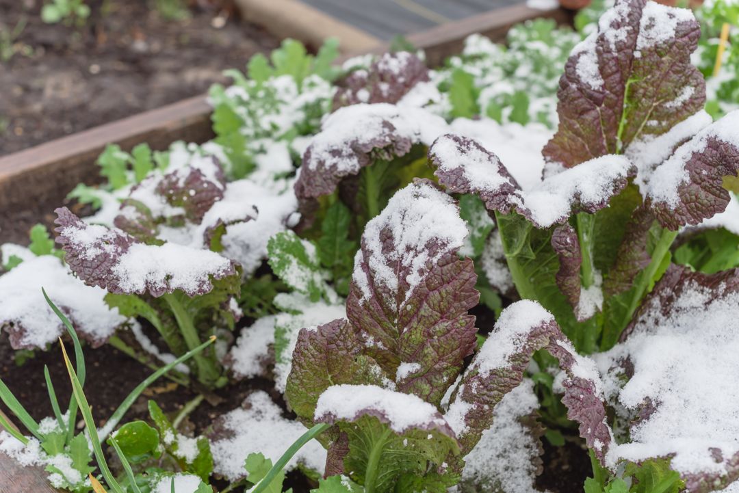 Leafy greens in a garden bed dusted with snow