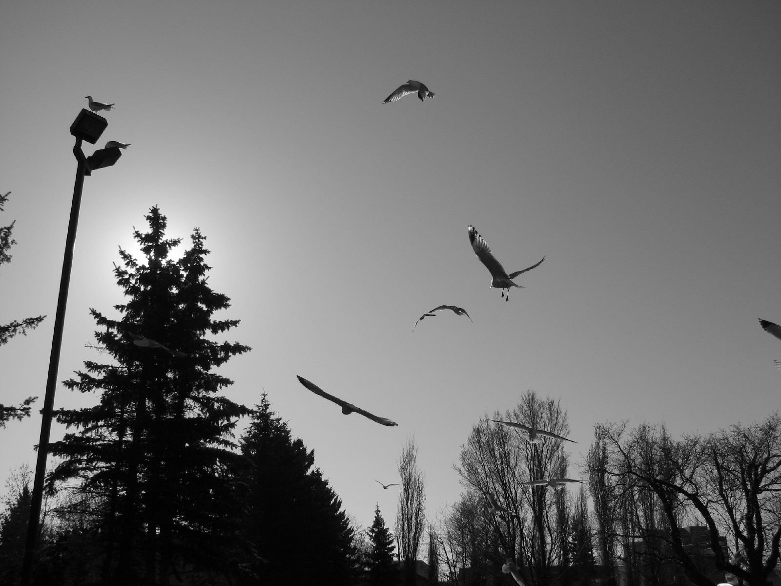 A photograph of seagulls in flight with a light post and trees in the background