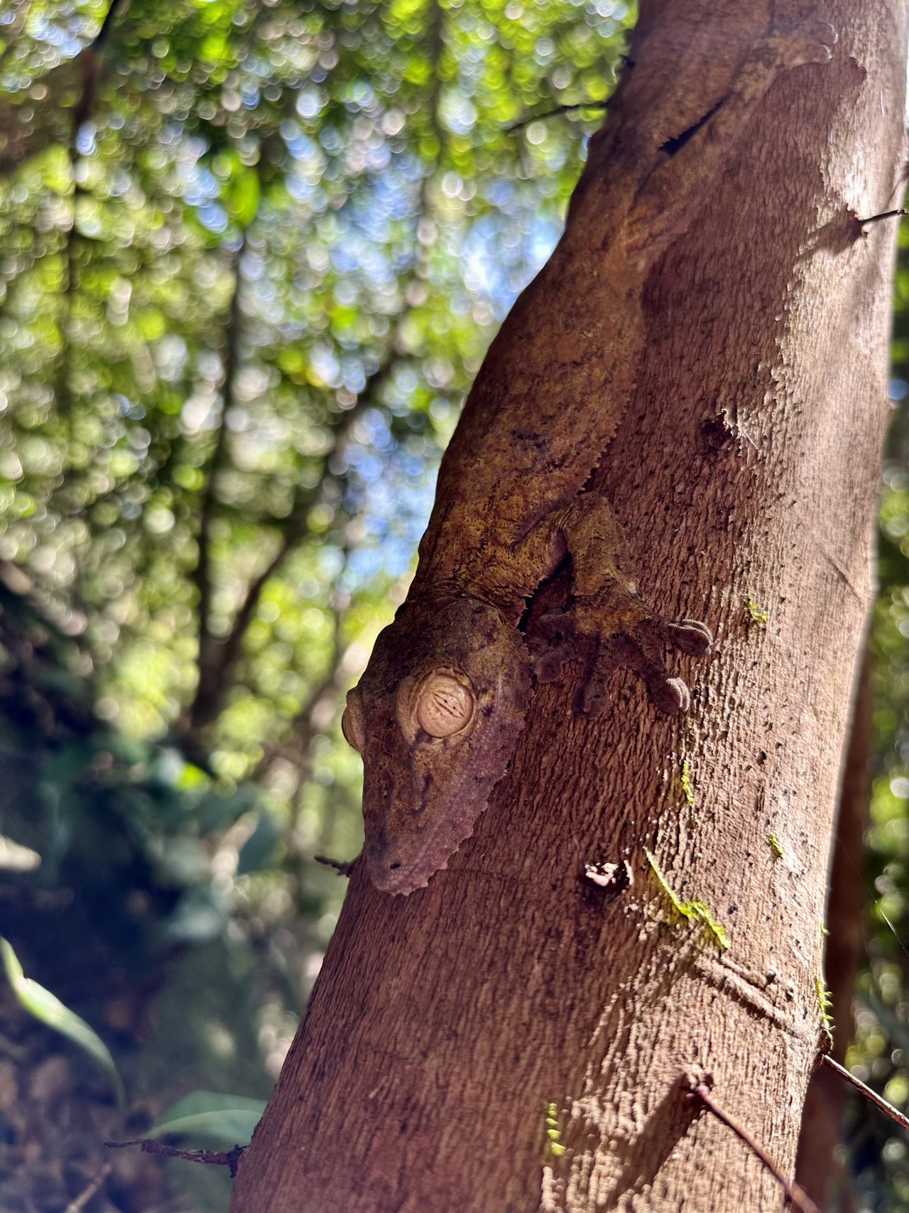 A leaf-tail gecko (they blend in so well!)
