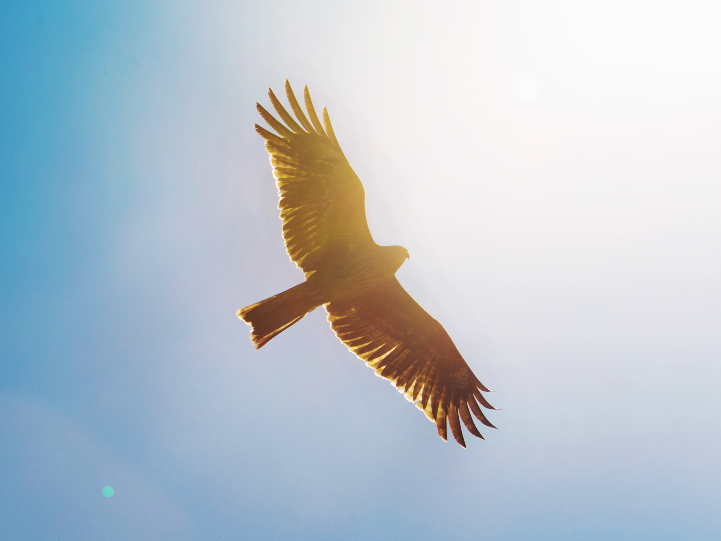 Hawk flying through the sky