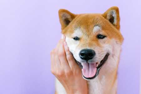 How Much Does It Cost To Own A Shiba Inu? - Featured image