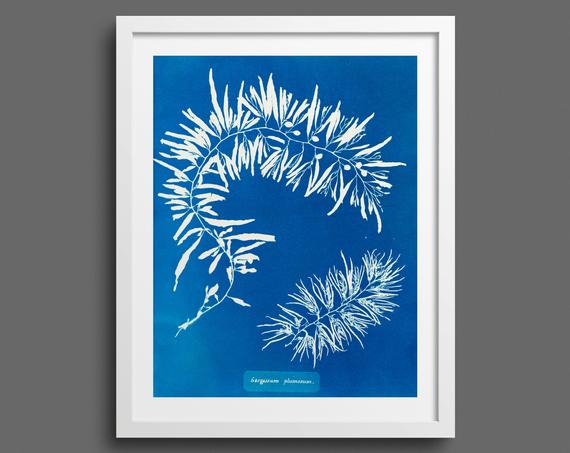 Algae Cyanotype (Sargassum) by Anna Atkins 